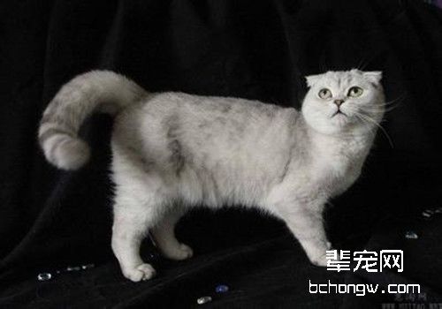 怎么纠正猫咪爱咬手指的习惯