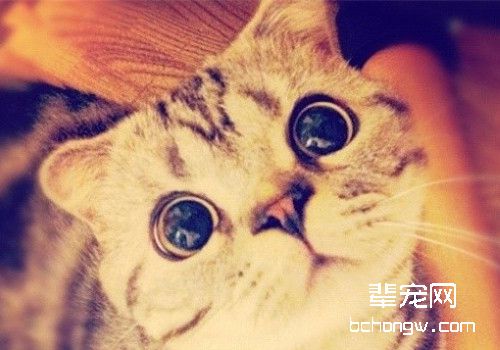 如何训练猫咪不乱撒尿