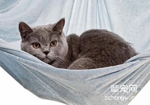 训练猫咪呼之即来妙招