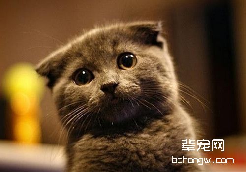 折耳猫训练之如何训练折耳猫不抓家具