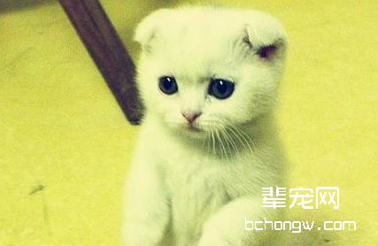 折耳猫训练技巧