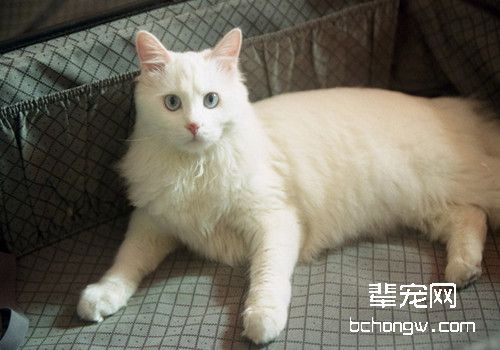猫咪家庭训练小知识