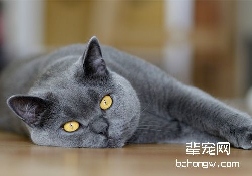 【测试】你是否真的会训练猫咪