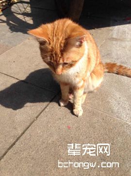 猫咪是不是真的很难训练