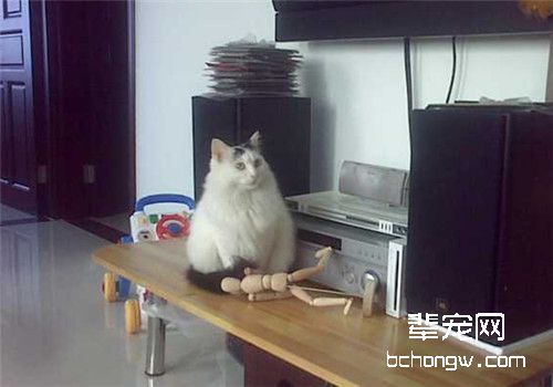 如何训练猫不上桌子