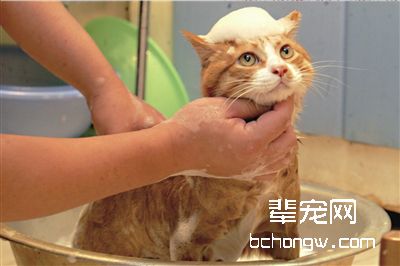 怎么训练猫不怕水