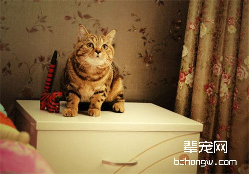 如何制止猫咪喷液的行为
