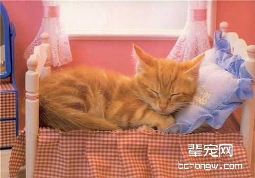 训练猫不上床的方法