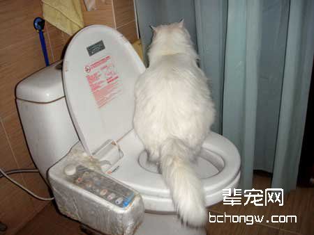 怎么诱导猫咪排便