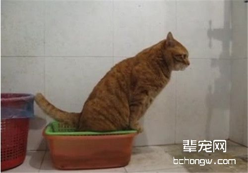 如何训练宠物猫咪使用厕所