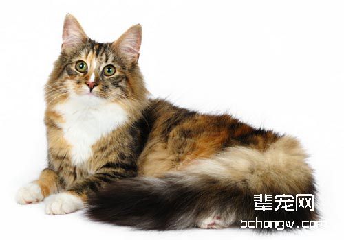 什么时候训练猫咪可以达到最佳效果