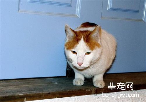 如何训练猫咪使用猫洞
