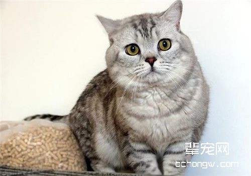 教会猫咪定点排泄的方法