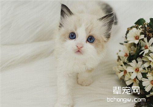 幼猫需要学习哪些东西