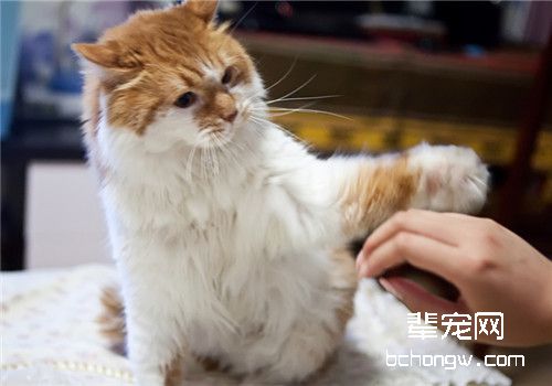 四个猫咪喜欢的游戏