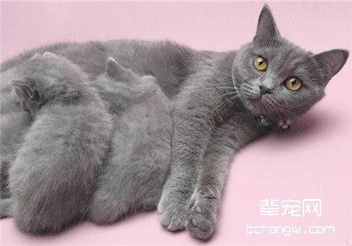 猫咪训练中常常会出现的错误观念