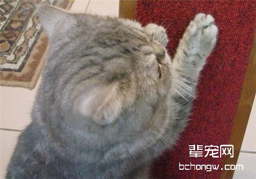 如何防止猫咪抓墙