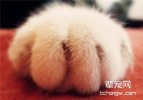 如何纠正猫咪咬人抓人的行为