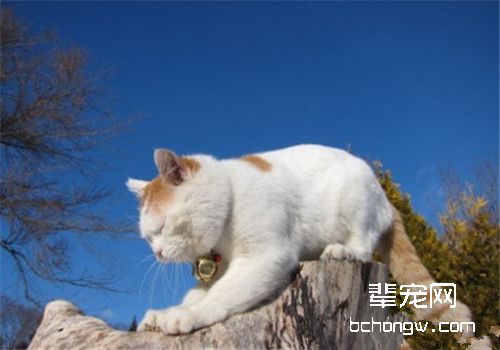 改正猫咪不良行为的方法