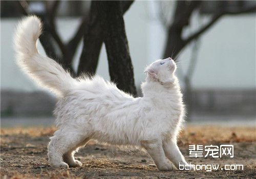 训练猫咪六大原则