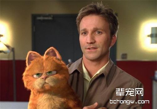 猫咪与主人和睦相处的方法