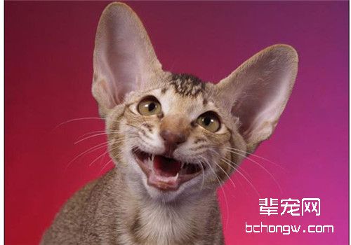 如何制止猫咪乱抓人的现象