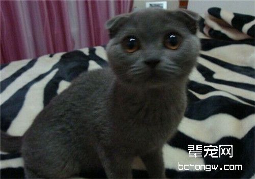如何训练猫咪不跳床
