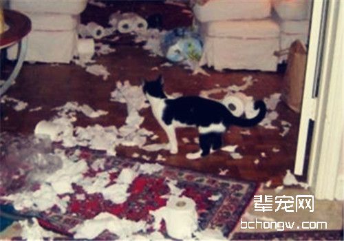 训练猫咪不破坏家具的方法