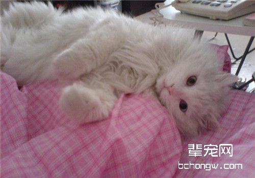 如何取消猫咪的爱心叫醒