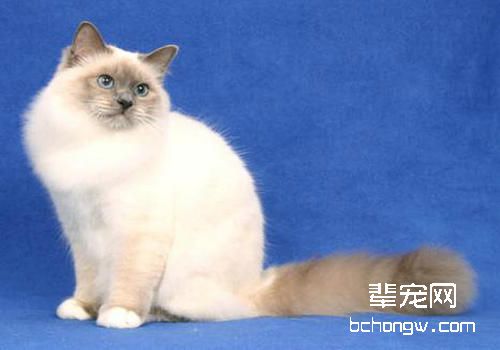 猫咪训练过程中的注意事项