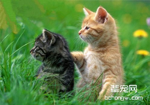 提高猫咪“社交能力”的方法
