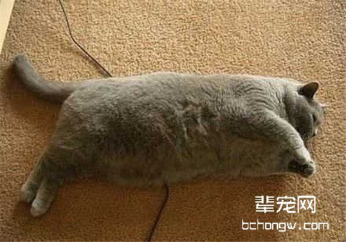 什么情况下猫咪需要减肥