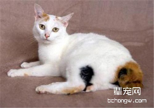 日本短尾猫训练方法