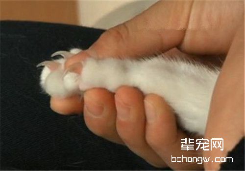 猫咪突然抓人的原因分析