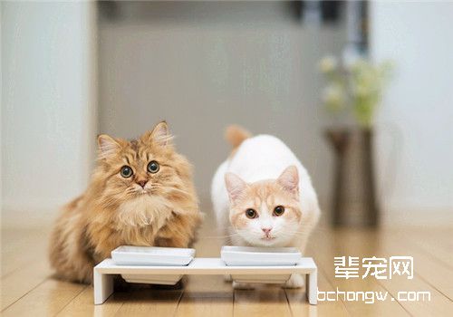 培养猫咪好好吃饭的习惯