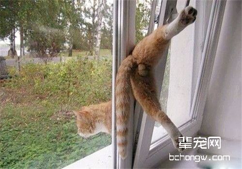 改正猫咪异常调皮的方法