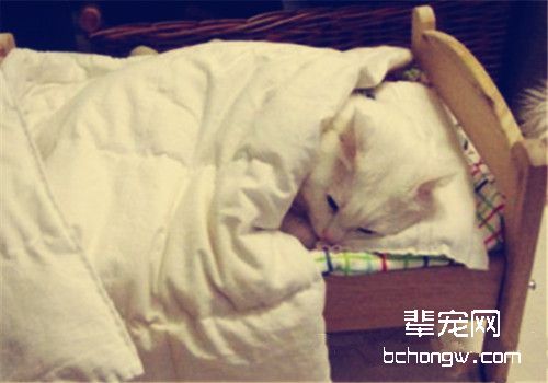 猫咪钻被窝为什么不好
