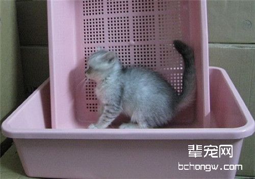 猫咪应何时开始训练使用猫砂？
