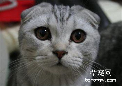 小猫半夜骚扰我们怎么办？