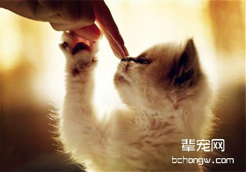 如何训练猫咪不认生