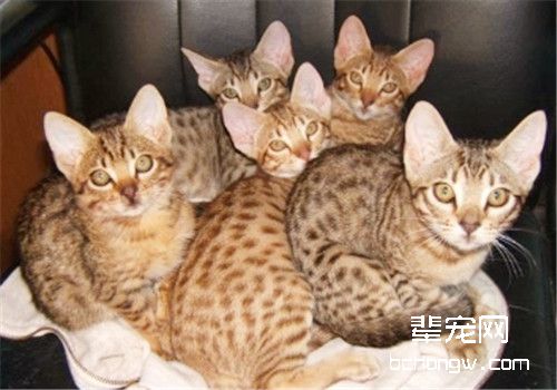 如何训练奥西猫不咬人