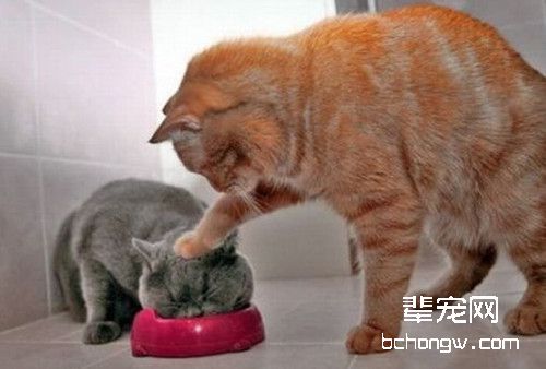 养成宠物猫吃饭的规矩