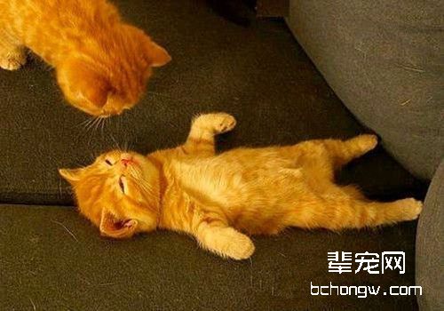 训练猫咪装死的三个步骤