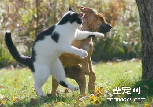 如何让宠物猫乖巧听话