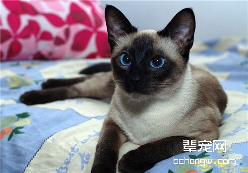 暹罗猫这些训练方法很实用