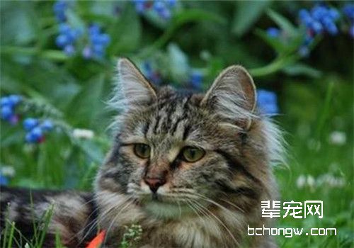 西伯利亚猫动作训练技巧