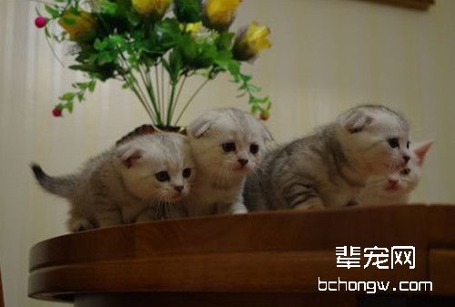 猫咪夜游的习惯能纠正吗