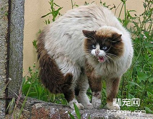 避免争斗的恐吓