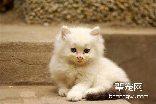 如何让猫咪养成良好的便溺习惯