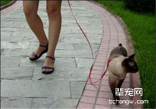 训练猫咪和你一起散步